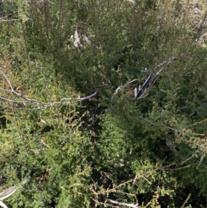 Hibbertia sp. at Jerrabomberra, NSW - 30 Aug 2022 12:42 PM