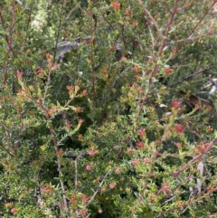 Hibbertia sp. at Jerrabomberra, NSW - 30 Aug 2022 12:42 PM