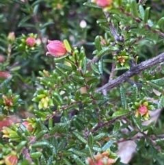 Hibbertia sp. at Jerrabomberra, NSW - 30 Aug 2022 12:42 PM