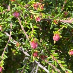 Hibbertia sp. at Jerrabomberra, NSW - 30 Aug 2022