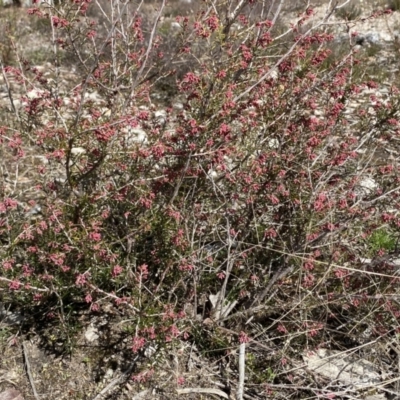 Lissanthe strigosa subsp. subulata (Peach Heath) at Mount Jerrabomberra QP - 30 Aug 2022 by Steve_Bok