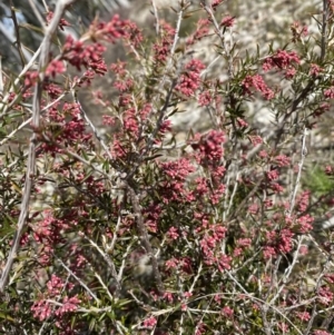 Lissanthe strigosa subsp. subulata at Jerrabomberra, NSW - 30 Aug 2022