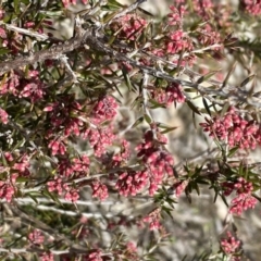 Lissanthe strigosa subsp. subulata at Jerrabomberra, NSW - 30 Aug 2022