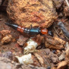 Paederus sp. (genus) (Whiplash rove beetle) at Hackett, ACT - 30 Aug 2022 by Boagshoags