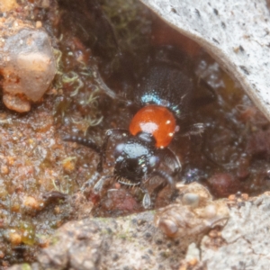 Paederus sp. (genus) at Hackett, ACT - 30 Aug 2022