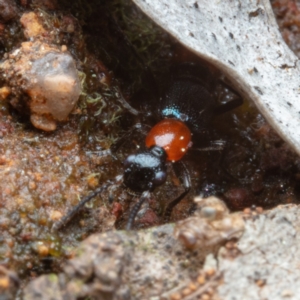 Paederus sp. (genus) at Hackett, ACT - 30 Aug 2022