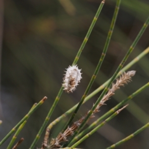 Orcus sp. (genus) at Belconnen, ACT - 28 Aug 2022