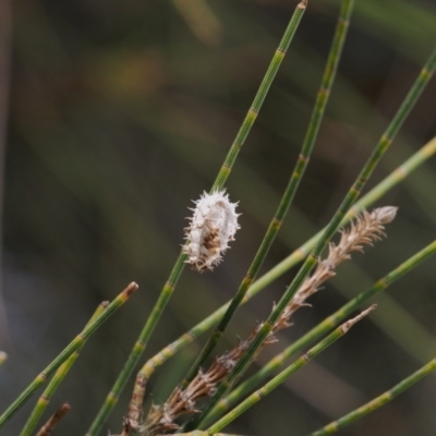 Orcus sp. (genus) (A ladybird) at Lake Ginninderra - 28 Aug 2022 by BarrieR