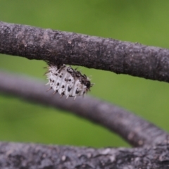 Orcus sp. (genus) at Belconnen, ACT - 28 Aug 2022