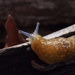 Limacus flavus (Yellow Cellar Slug) at Belconnen, ACT - 28 Aug 2022 by BarrieR