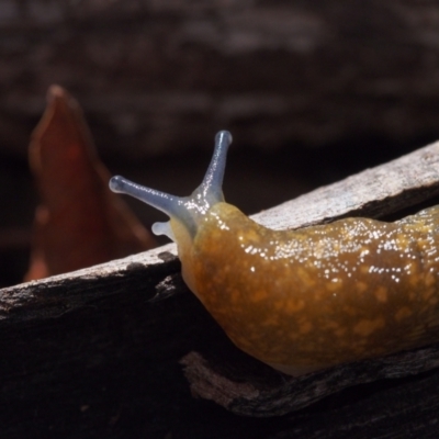 Limacus flavus (Yellow Cellar Slug) at Lake Ginninderra - 28 Aug 2022 by BarrieR