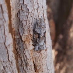 Acropolitis rudisana (Family Tortricinae) at Belconnen, ACT - 28 Aug 2022 by BarrieR