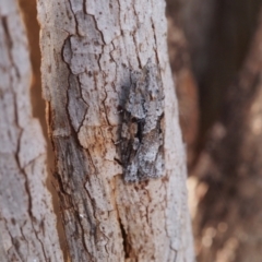 Acropolitis excelsa (A Tortricid moth) at Belconnen, ACT - 28 Aug 2022 by BarrieR
