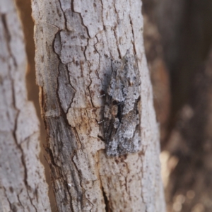 Acropolitis excelsa at Belconnen, ACT - 28 Aug 2022