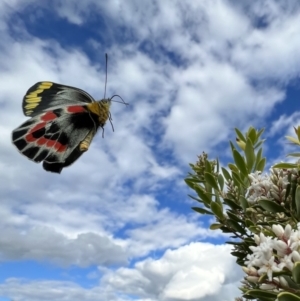 Delias harpalyce at Glenaire, VIC - 27 Aug 2022 03:17 PM