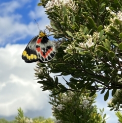 Delias harpalyce at Glenaire, VIC - 27 Aug 2022 03:17 PM