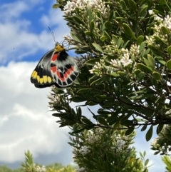 Delias harpalyce at Glenaire, VIC - 27 Aug 2022