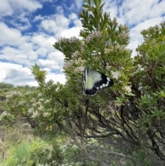 Delias harpalyce at Glenaire, VIC - 27 Aug 2022 03:17 PM
