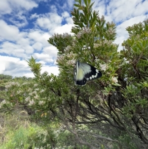 Delias harpalyce at Glenaire, VIC - 27 Aug 2022 03:17 PM