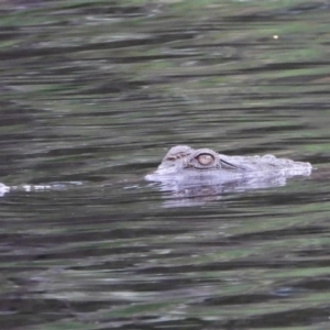 Crocodylus johnstoni at Kelso, QLD - 24 Apr 2022