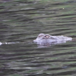 Crocodylus johnstoni at Kelso, QLD - 24 Apr 2022 08:40 AM