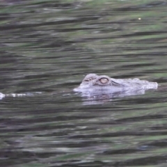 Crocodylus johnstoni (TBC) at suppressed - 23 Apr 2022 by TerryS