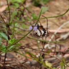 Unidentified Nymph (Nymphalidae) (TBC) at Kelso, QLD - 27 Aug 2022 by TerryS