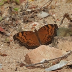 Junonia hedonia (Chocolate Argus) at Kelso, QLD - 27 Aug 2022 by TerryS