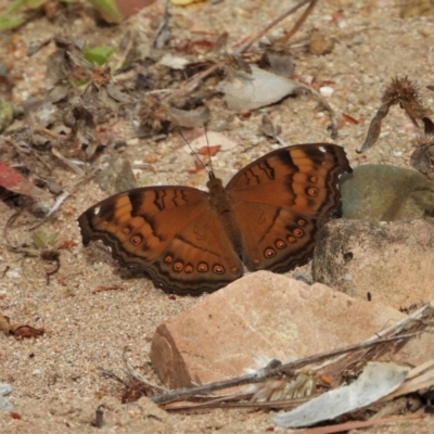 Junonia hedonia (Chocolate Argus) at Kelso, QLD - 28 Aug 2022 by TerryS