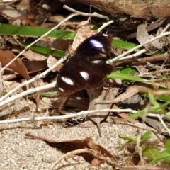 Hypolimnas bolina (Varied Eggfly) at Kelso, QLD - 27 Aug 2022 by TerryS