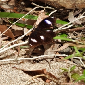 Hypolimnas bolina at Kelso, QLD - 28 Aug 2022