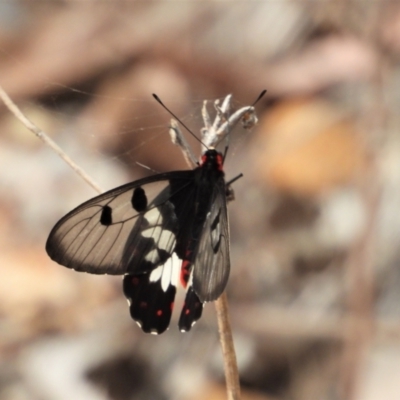 Cressida cressida (Clearwing Swallowtail) at Mount Stuart, QLD - 28 Aug 2022 by TerryS