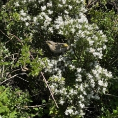 Gavicalis virescens (Singing Honeyeater) at Peterborough, VIC - 29 Aug 2022 by SimoneC