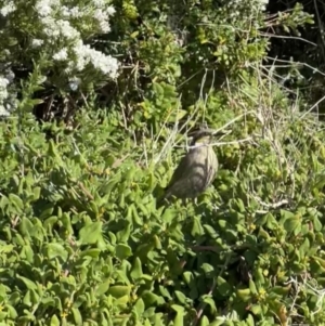 Gavicalis virescens at Peterborough, VIC - 29 Aug 2022