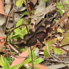 Rhyothemis princeps (Sapphire Flutterer) at Kelso, QLD - 28 Aug 2022 by TerryS