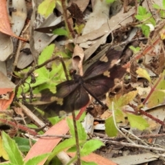 Unidentified Dragonfly (Anisoptera) (TBC) at suppressed - 27 Aug 2022 by TerryS
