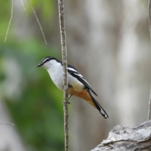 Lalage leucomela (Varied Triller) at Mount Stuart, QLD by TerryS