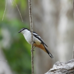 Lalage leucomela (Varied Triller) at Mount Stuart, QLD - 28 Aug 2022 by TerryS