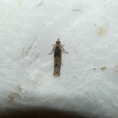 Spilonota constrictana (A Tortricid moth) at McKellar, ACT - 30 Aug 2022 by Amata