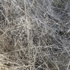 Eragrostis curvula (African Lovegrass) at Jerrabomberra, NSW - 30 Aug 2022 by Steve_Bok