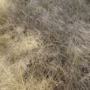 Eragrostis curvula at Jerrabomberra, NSW - 30 Aug 2022 01:31 PM