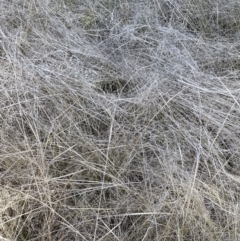 Eragrostis curvula at Jerrabomberra, NSW - 30 Aug 2022 01:31 PM