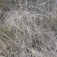 Eragrostis curvula at Jerrabomberra, NSW - 30 Aug 2022 01:31 PM