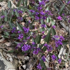 Hardenbergia violacea (False Sarsaparilla) at Jerrabomberra, NSW - 30 Aug 2022 by SteveBorkowskis