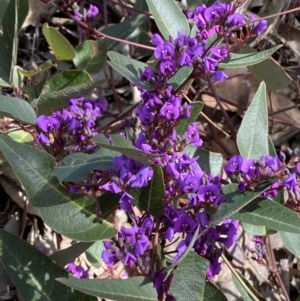 Hardenbergia violacea at Jerrabomberra, NSW - 30 Aug 2022 01:27 PM