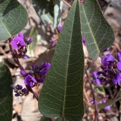 Hardenbergia violacea at Jerrabomberra, NSW - 30 Aug 2022 01:27 PM