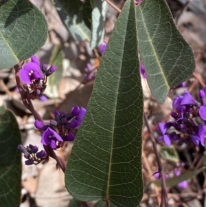 Hardenbergia violacea at Jerrabomberra, NSW - 30 Aug 2022 01:27 PM