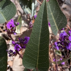 Hardenbergia violacea at Jerrabomberra, NSW - 30 Aug 2022