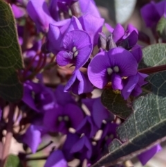 Hardenbergia violacea at Jerrabomberra, NSW - 30 Aug 2022 01:27 PM