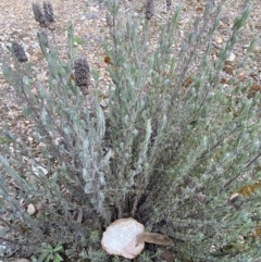 Lavandula stoechas (Spanish Lavender or Topped Lavender) at Jerrabomberra, NSW - 30 Aug 2022 by SteveBorkowskis